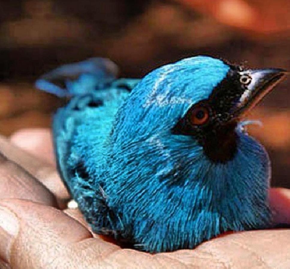 Hotel Fazenda Serra Da Irara Corumbá de Goiás Dış mekan fotoğraf